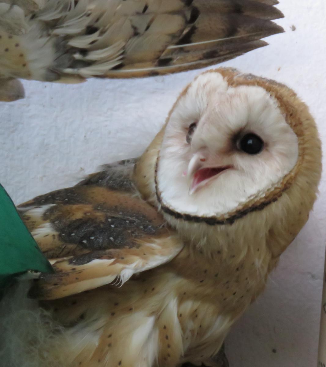 Foto Lechuza de Campanario