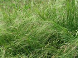 Foto Flechilla Brava