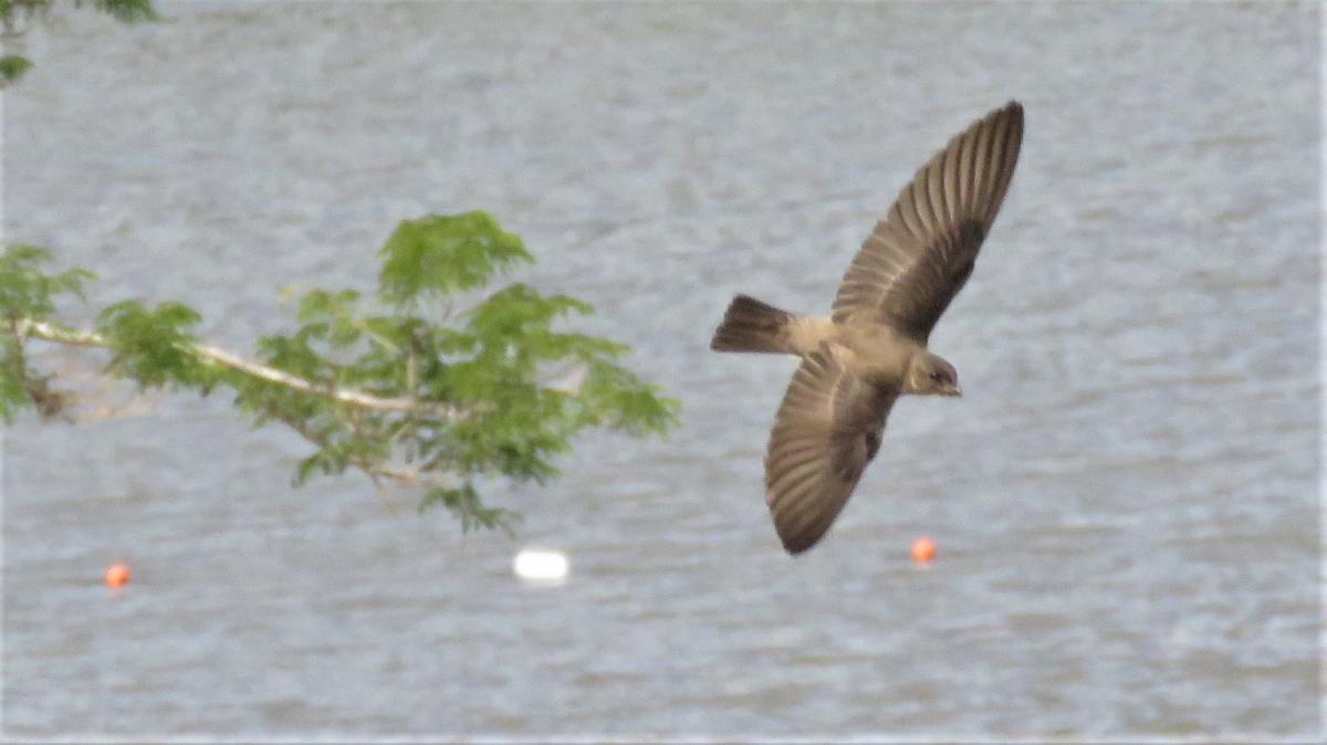 Photo Golondrina Doméstica