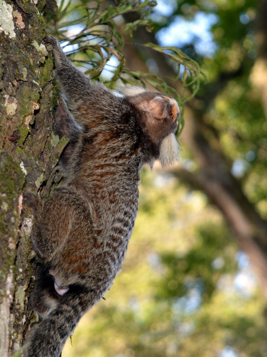 Foto Mono Tití Común