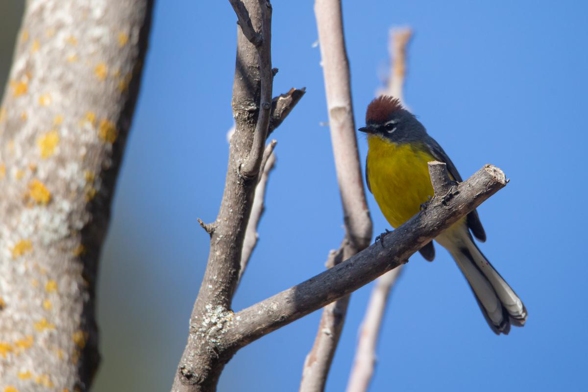 Foto Arañero Corona Rojiza