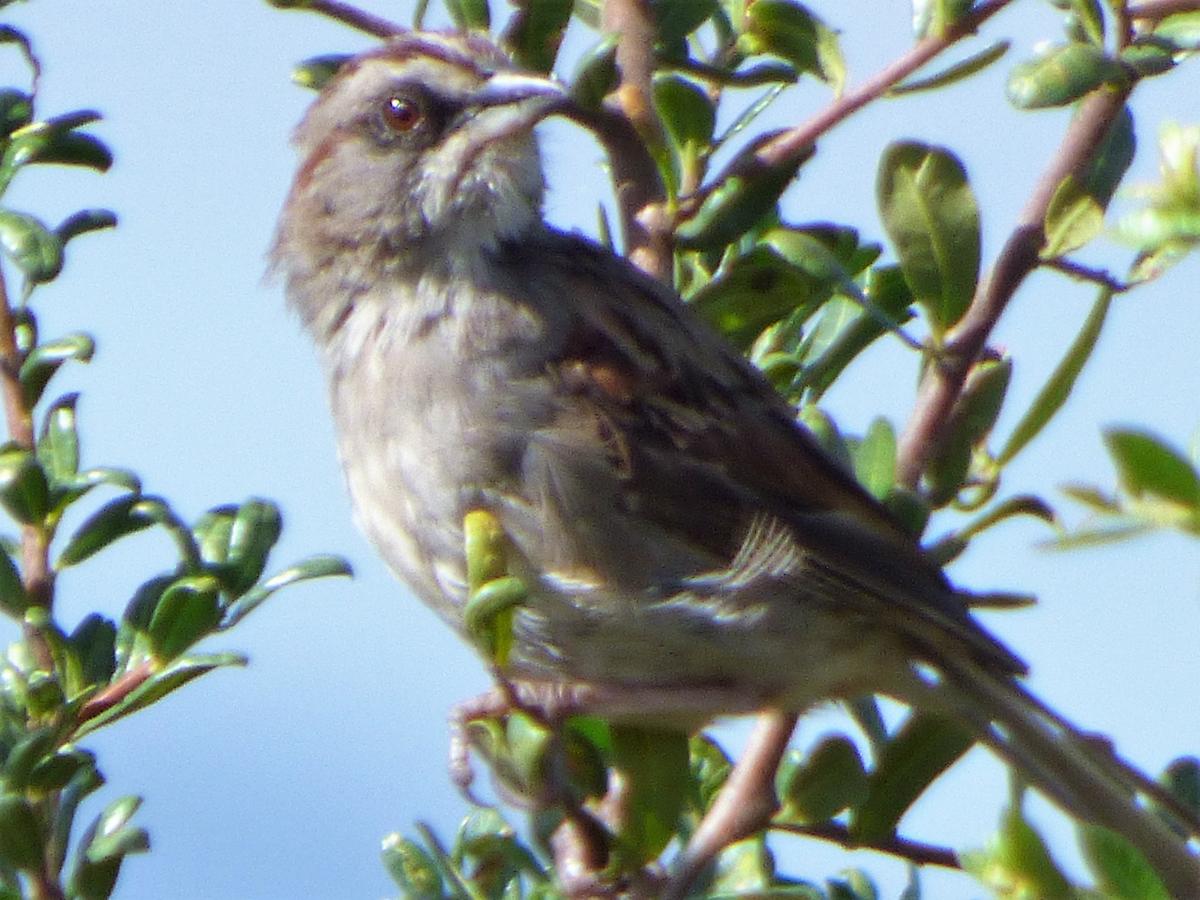 Photo Cachilo Yungueño