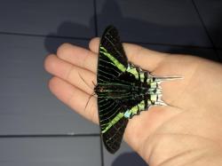 Foto Green-banded Urania