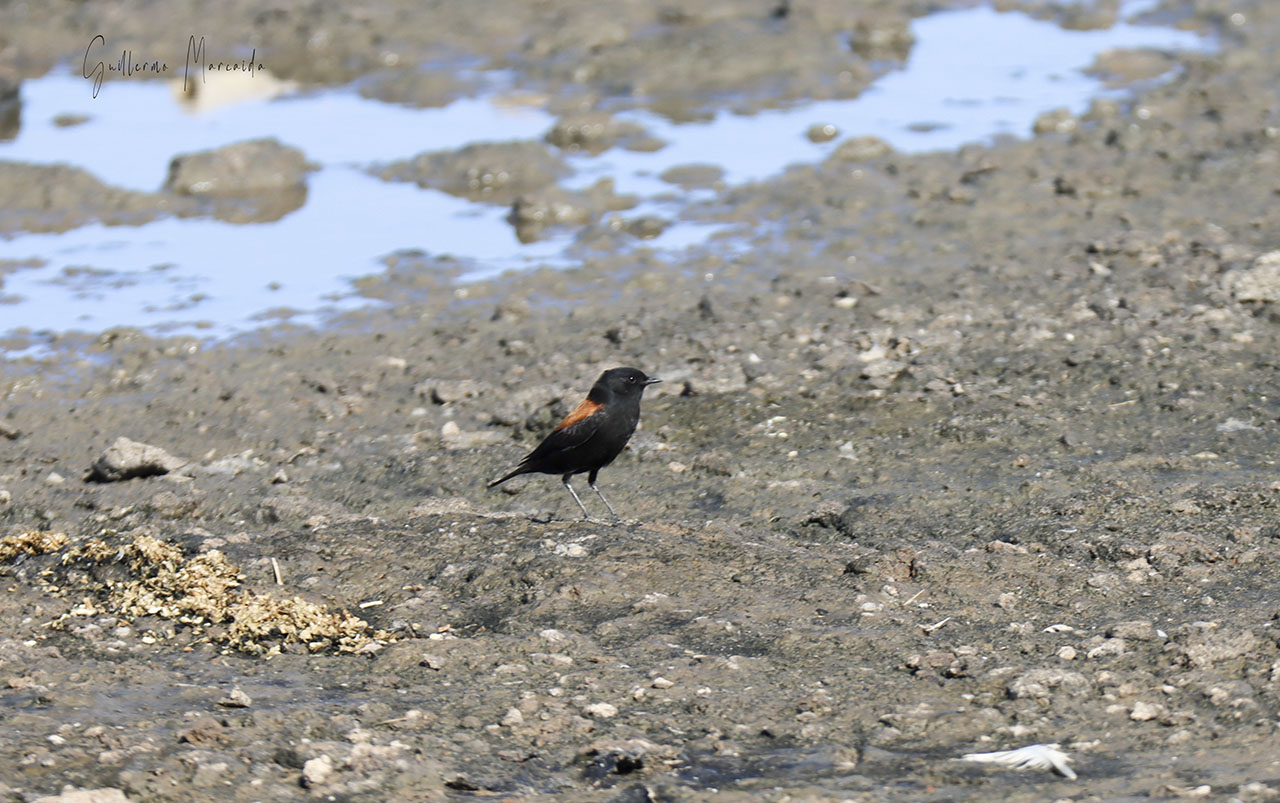 Foto Sobrepuesto Común