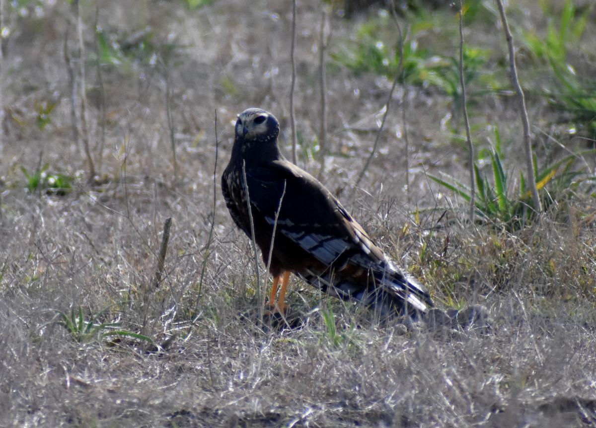Photo Gavilán Planeador