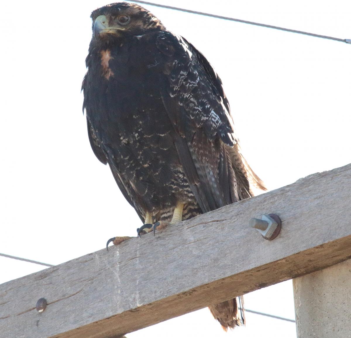 Photo Gavilán Mixto