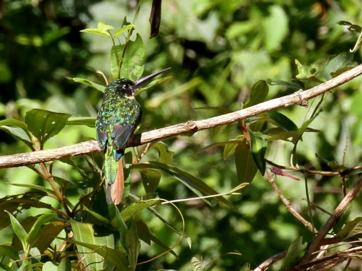 Photo Jacamar Rabirrufo