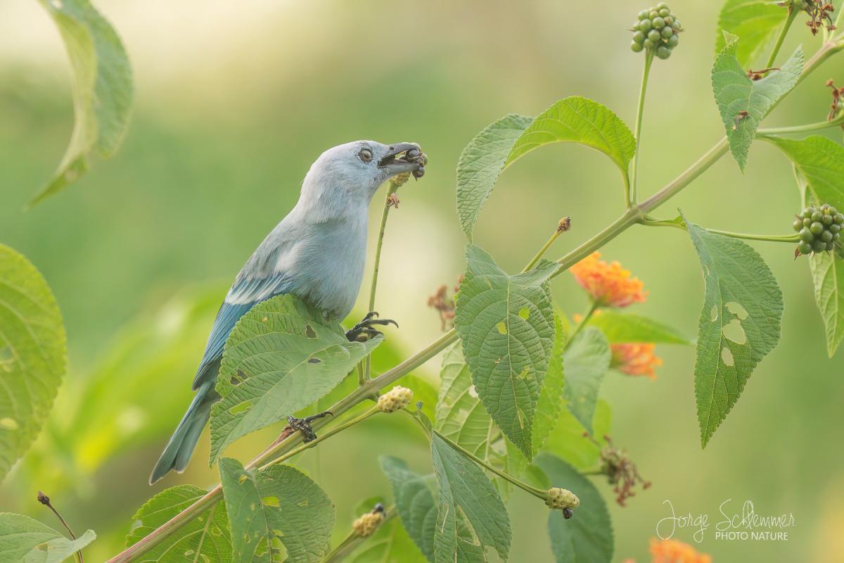 Foto Azulejo de Jardín