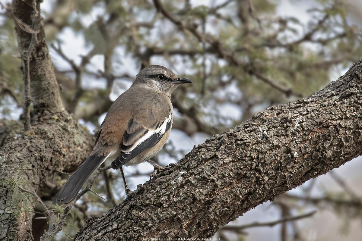 Photo Calandria Real