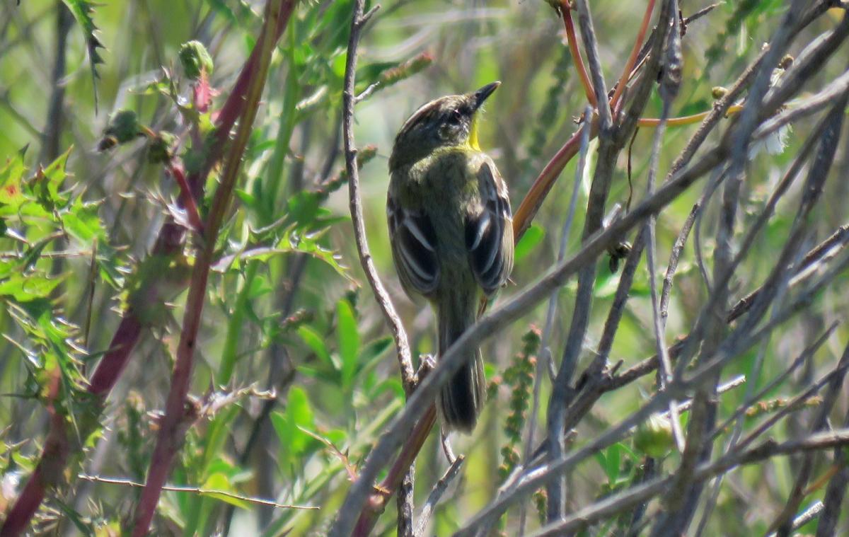 Photo Doradito Copetón