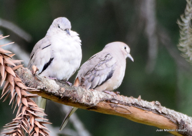 Photo Torcacita Común