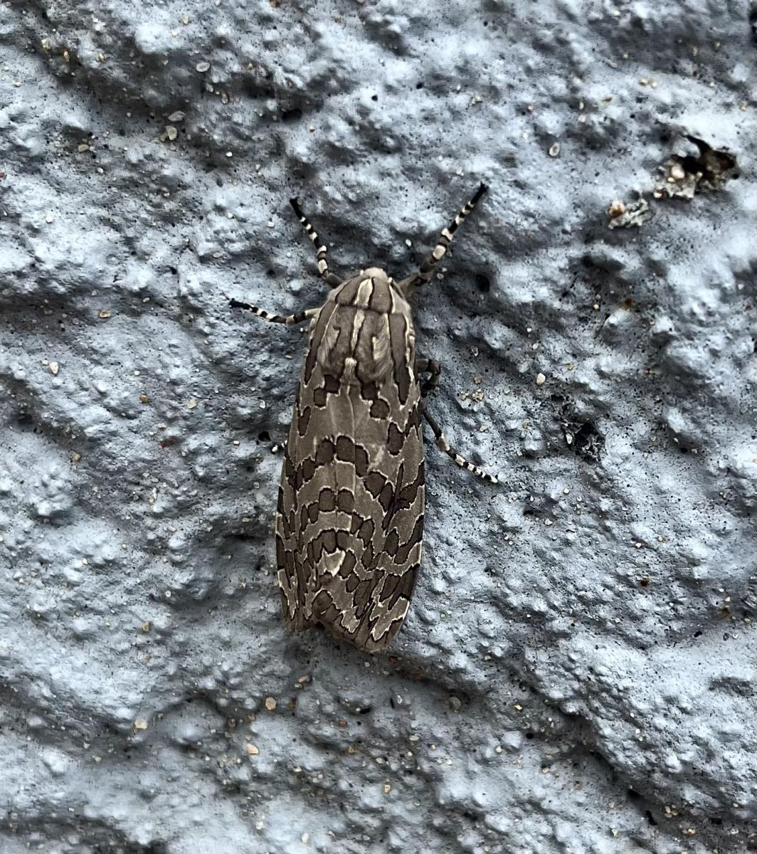 Foto Oruga de los Almacigos