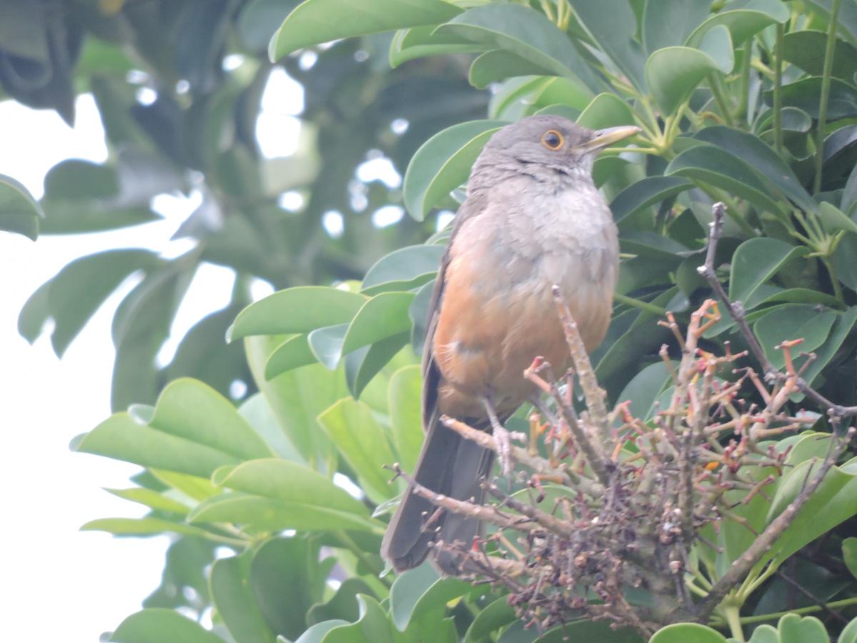 Zorzal Colorado (Turdus rufiventris)