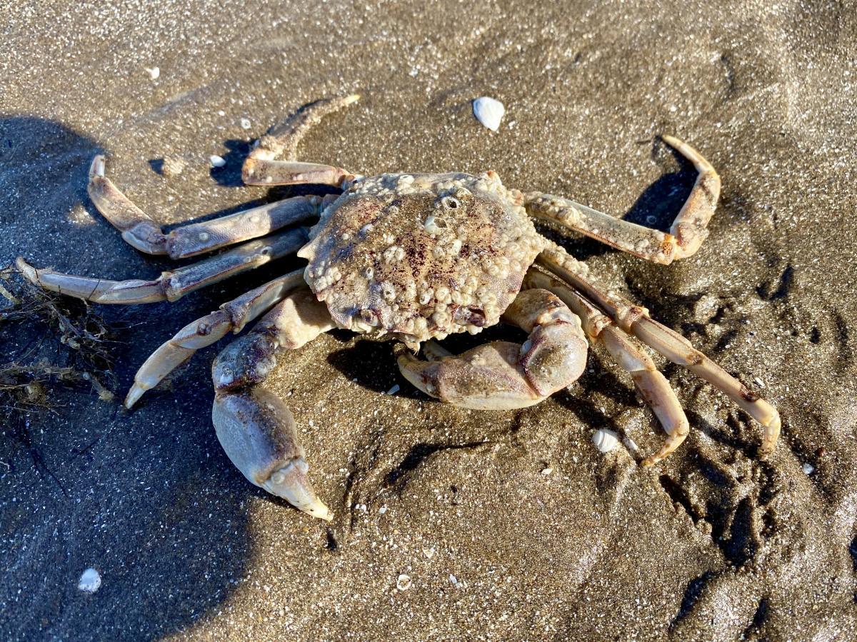 Foto Cangrejo de las Rocas