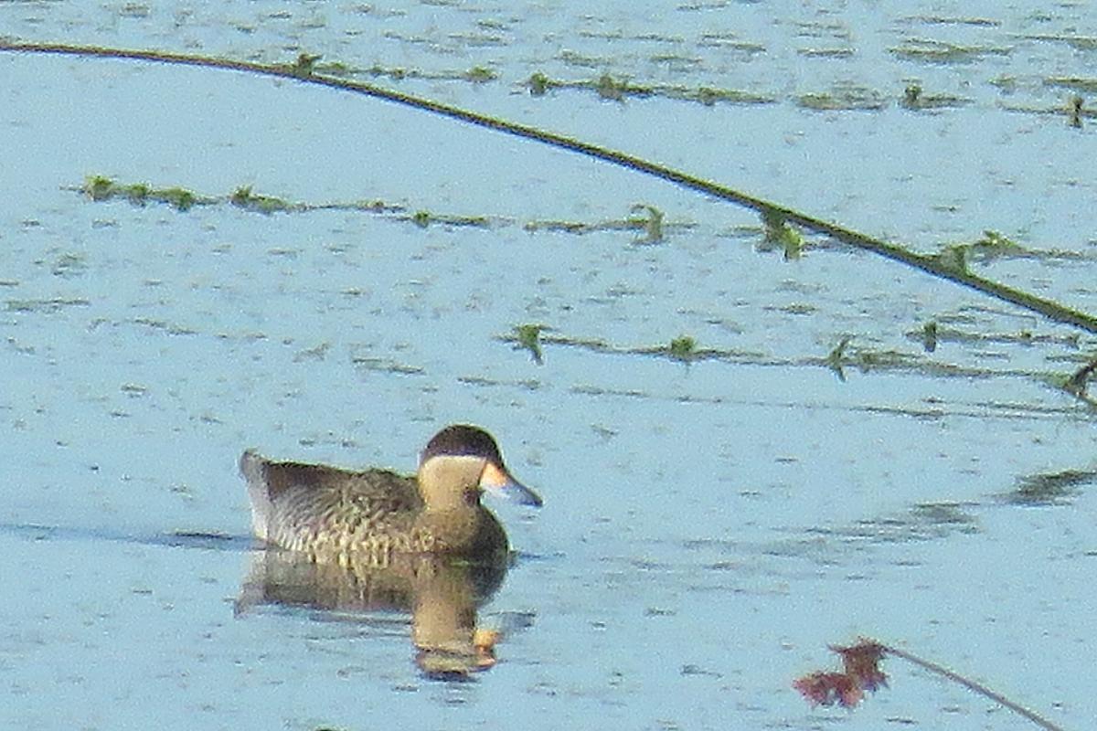 Photo Pato Capuchino