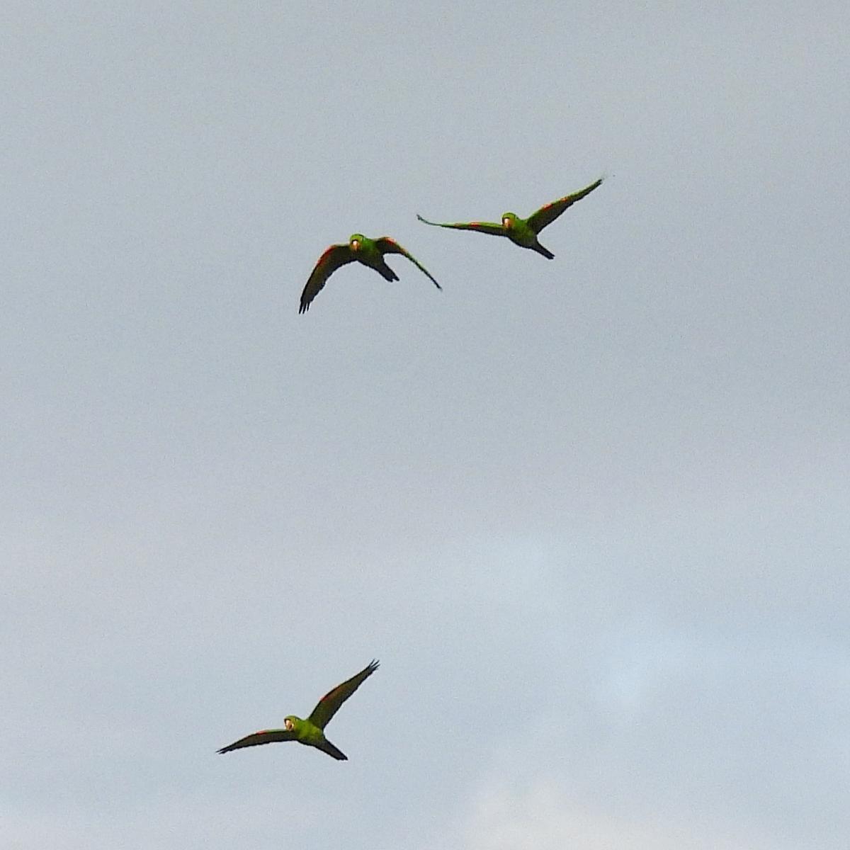 Photo Calancate Ala Roja