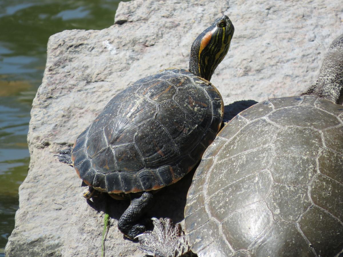 Foto Tortuga De Orejas Rojas