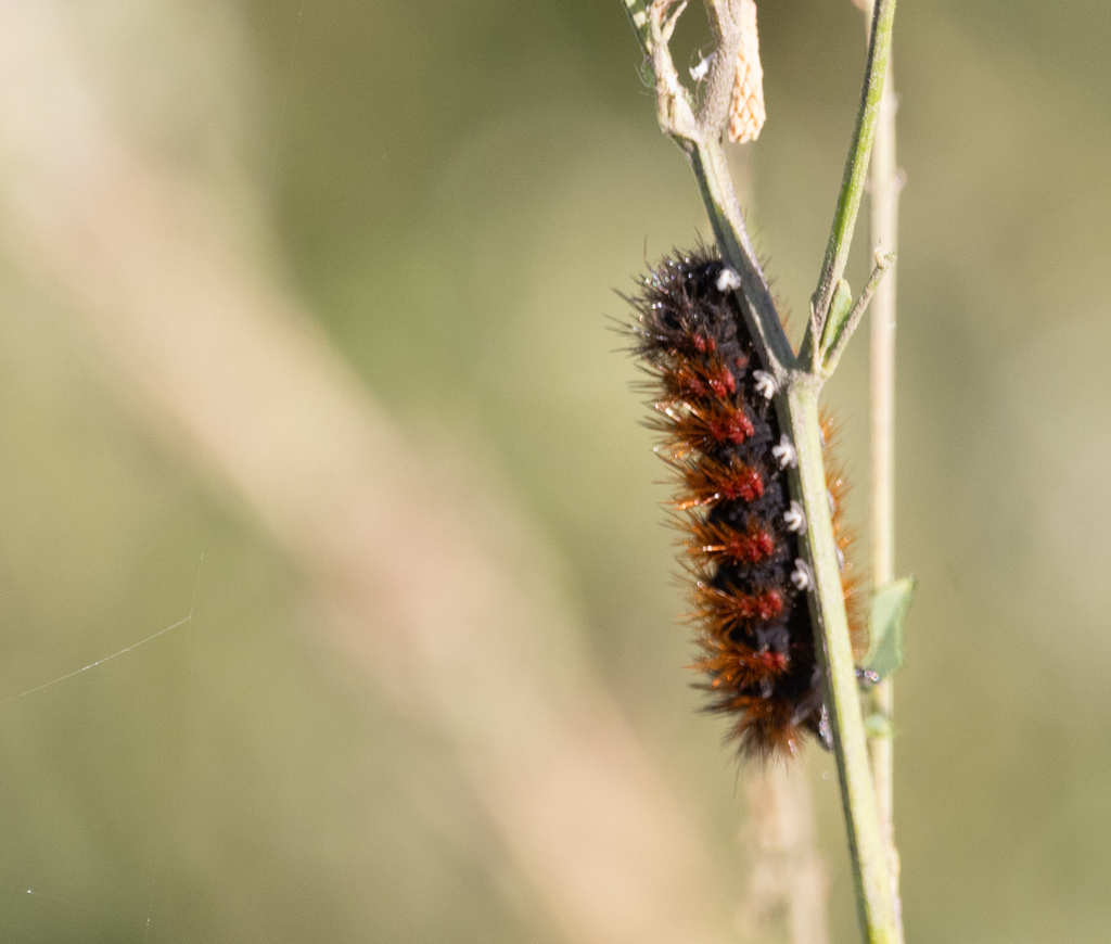 Foto Oruga de los Almacigos