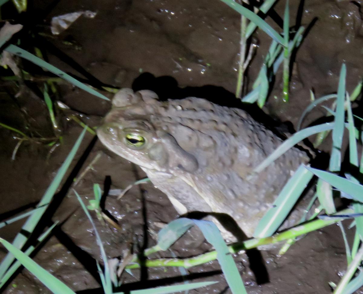 Sapo Común (Rhinella arenarum)