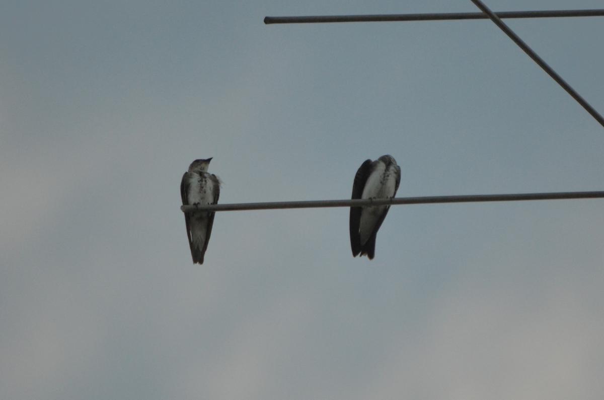 Foto Golondrina Parda