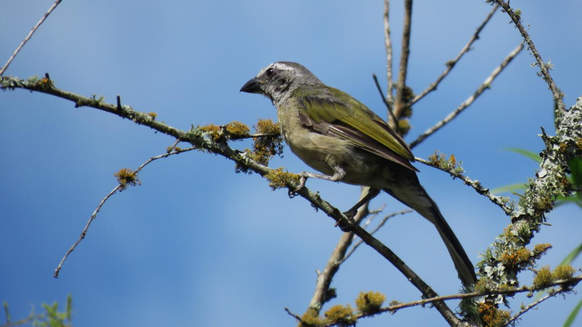 Foto Pepitero Verdoso