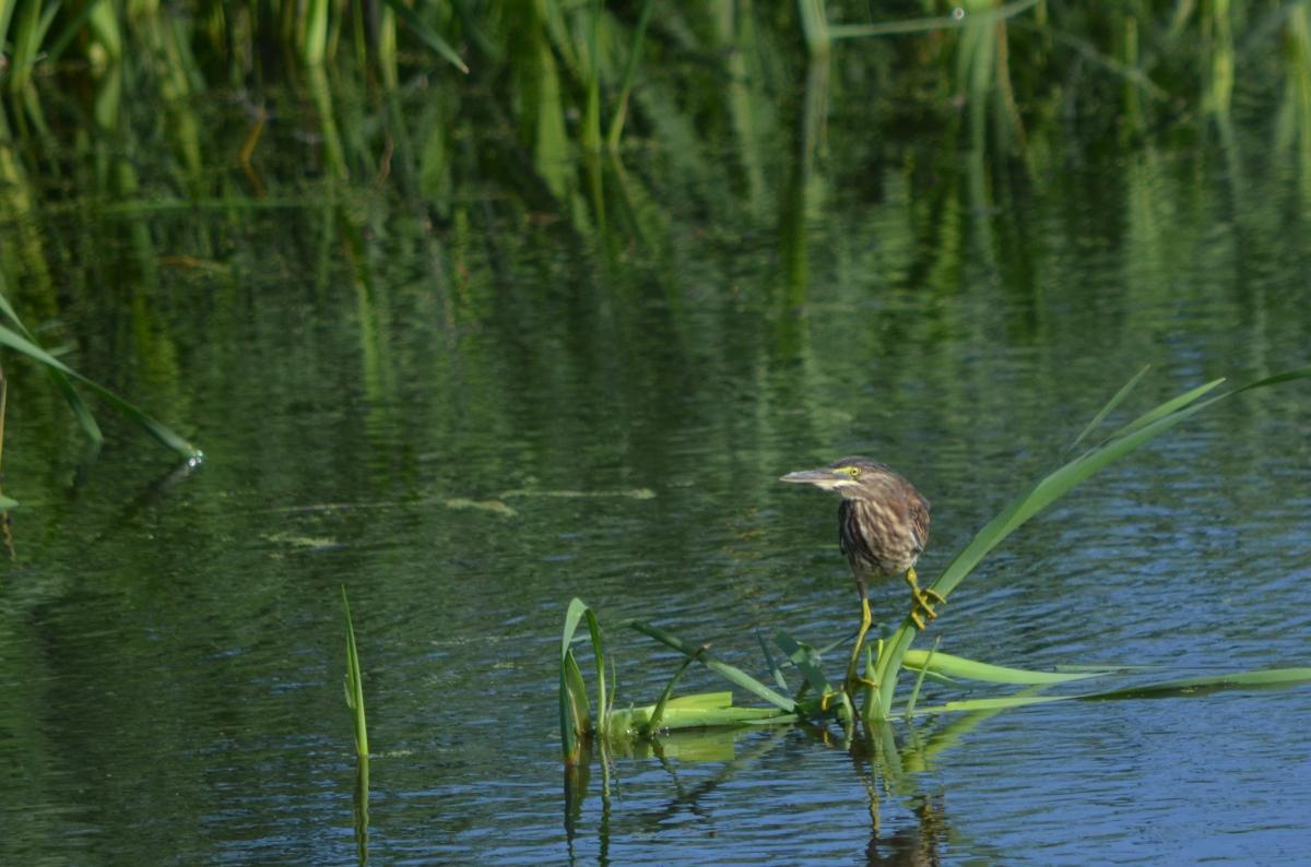 Photo Garcita Azulada