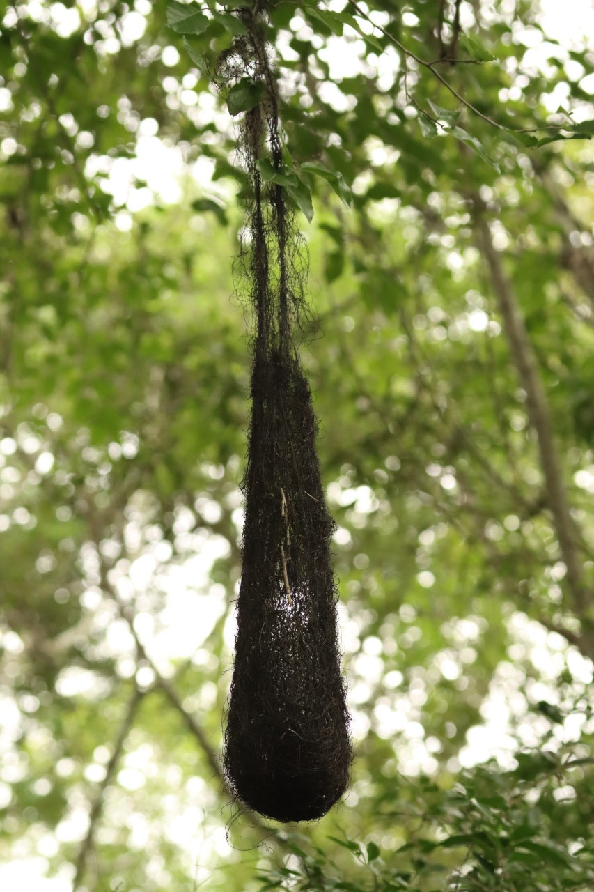 Foto Boyero Ala Amarilla
