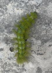 Ícono de la especie