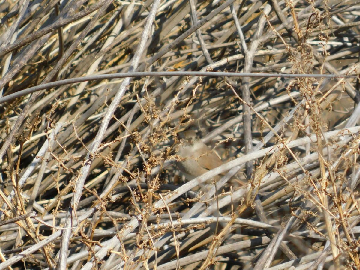 Foto Canastero Coludo