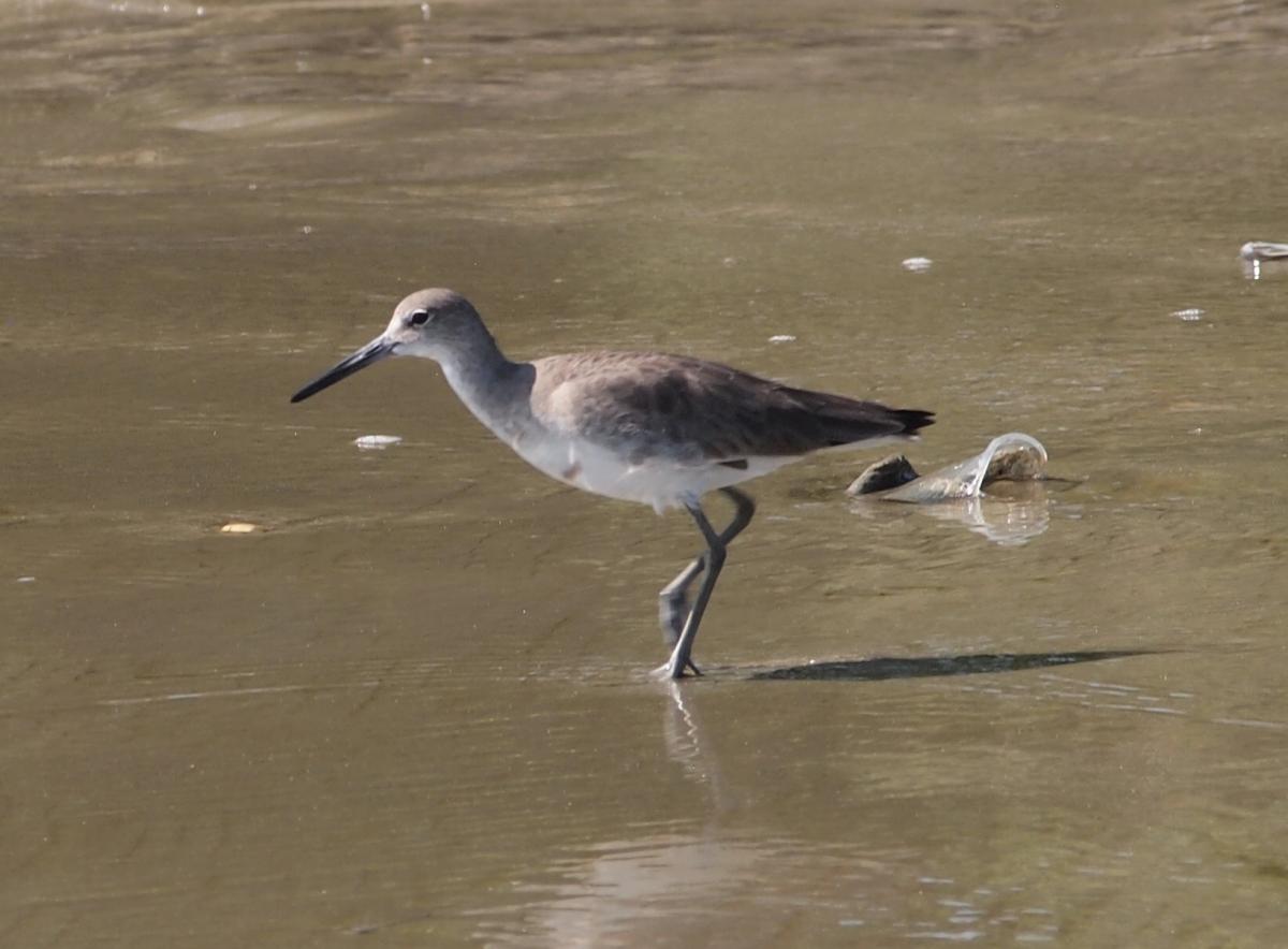 Foto Playero Ala Blanca