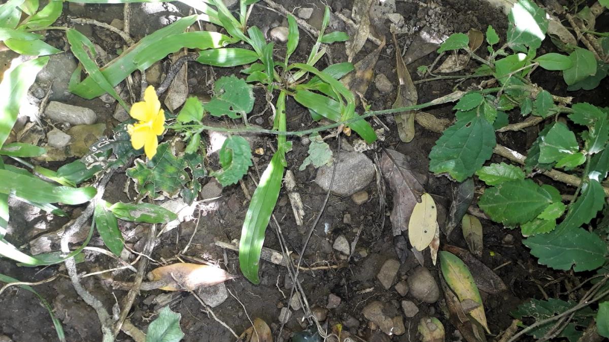 Photo Malva De Bosque