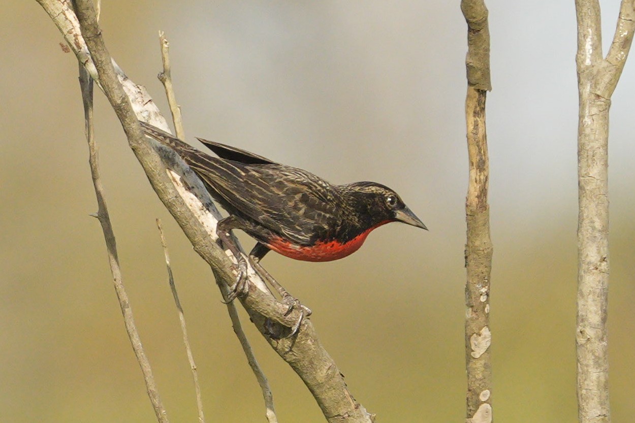 Foto Pecho Colorado Mediano