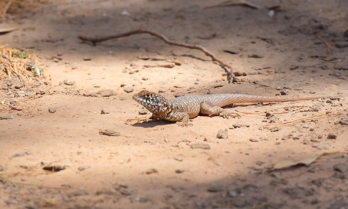 Foto Lagarto Trepador Chaqueño
