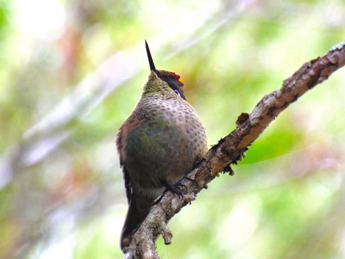 Picaflor Rubí (Sephanoides sephaniodes)