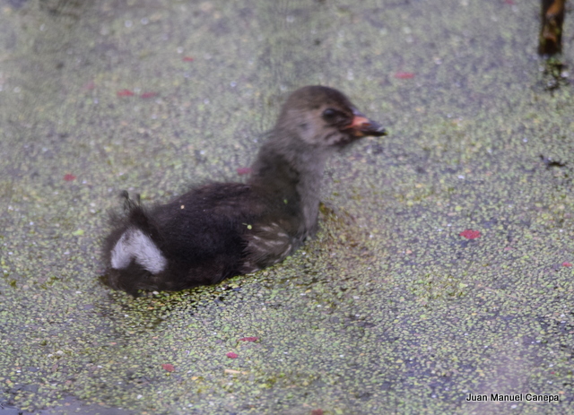 Photo Pollona Pintada