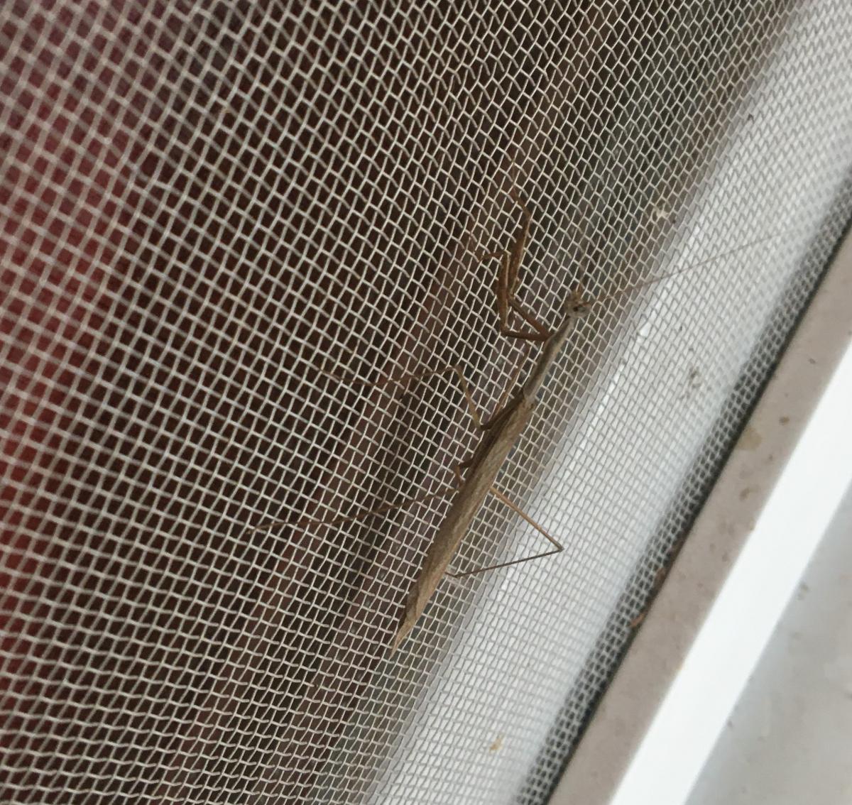 Foto Mantis de Alas Cortas de Gay