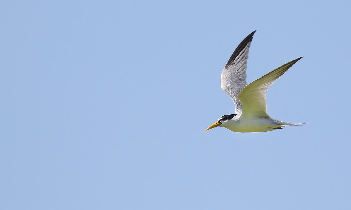Photo Gaviotín Chico Fluvial