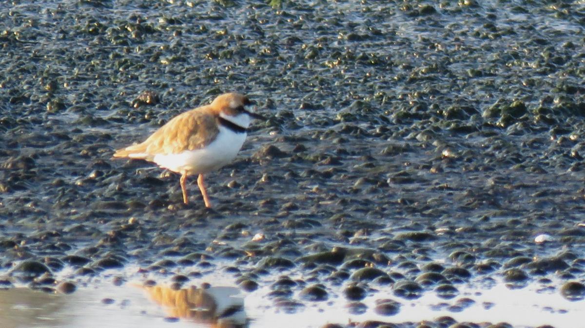 Photo Chorlito de Collar