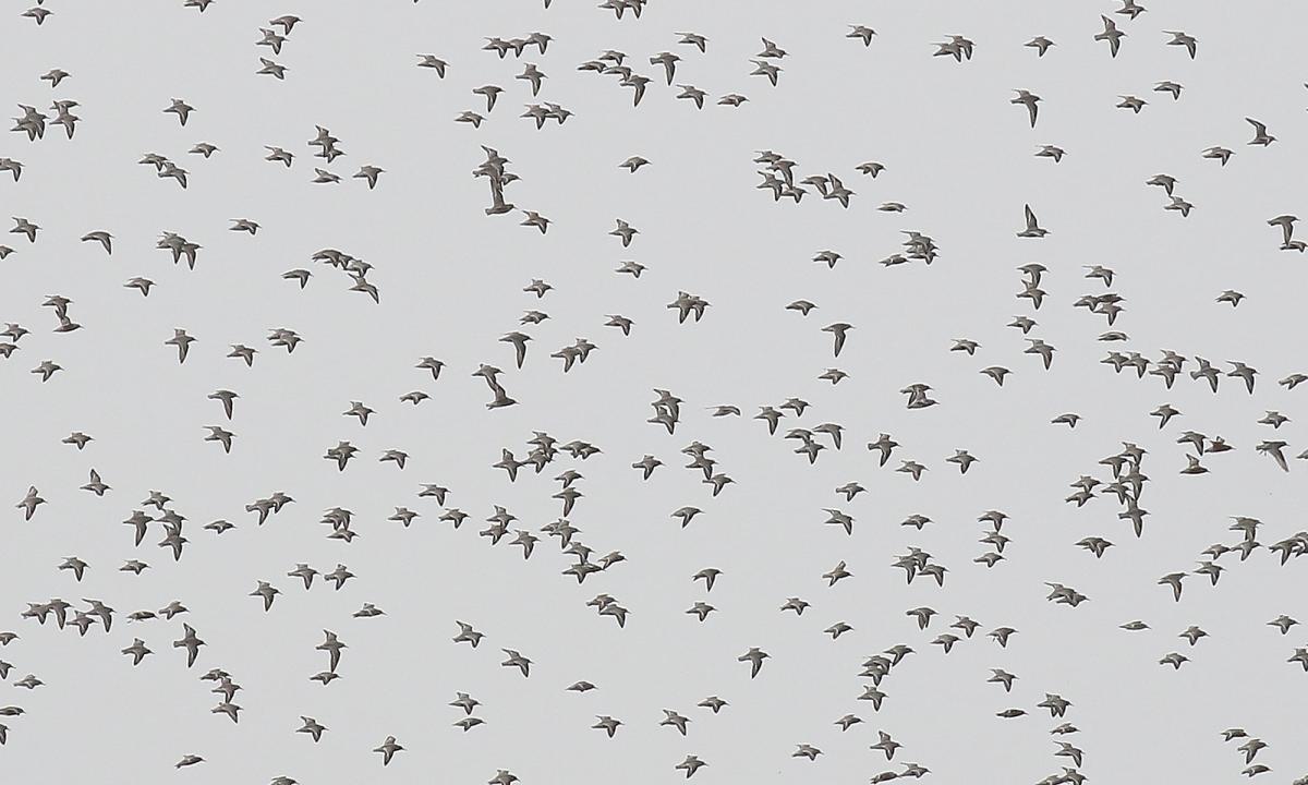 Photo Playero Rojizo