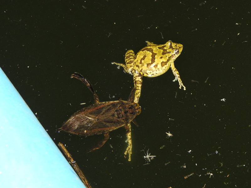 Photo Ranita Hocicuda de Pintas Claras