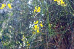 Photo Retama De Olor