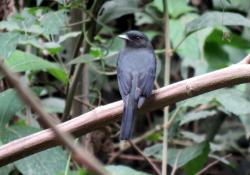 Foto Viudita Plomiza