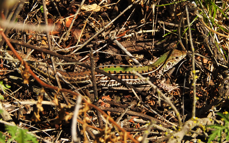 Foto Lagartija del Suquía