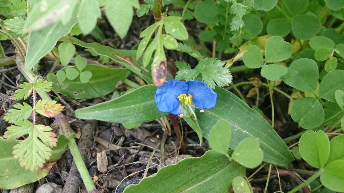 Photo Flor De Santa Lucía
