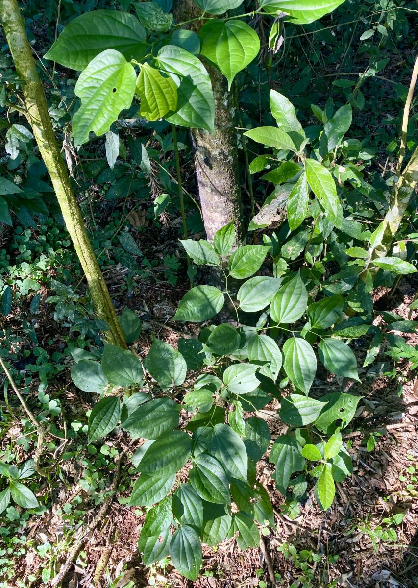 Foto Cordoncillo Hoja