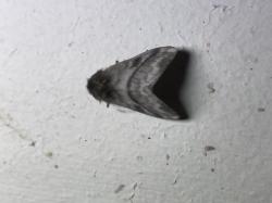 Foto Polilla Negra Urticante