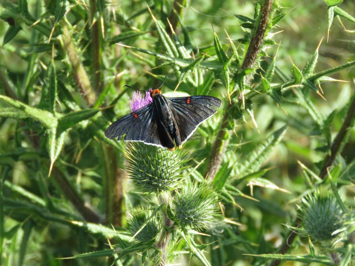 Foto Saltarín Sangrante