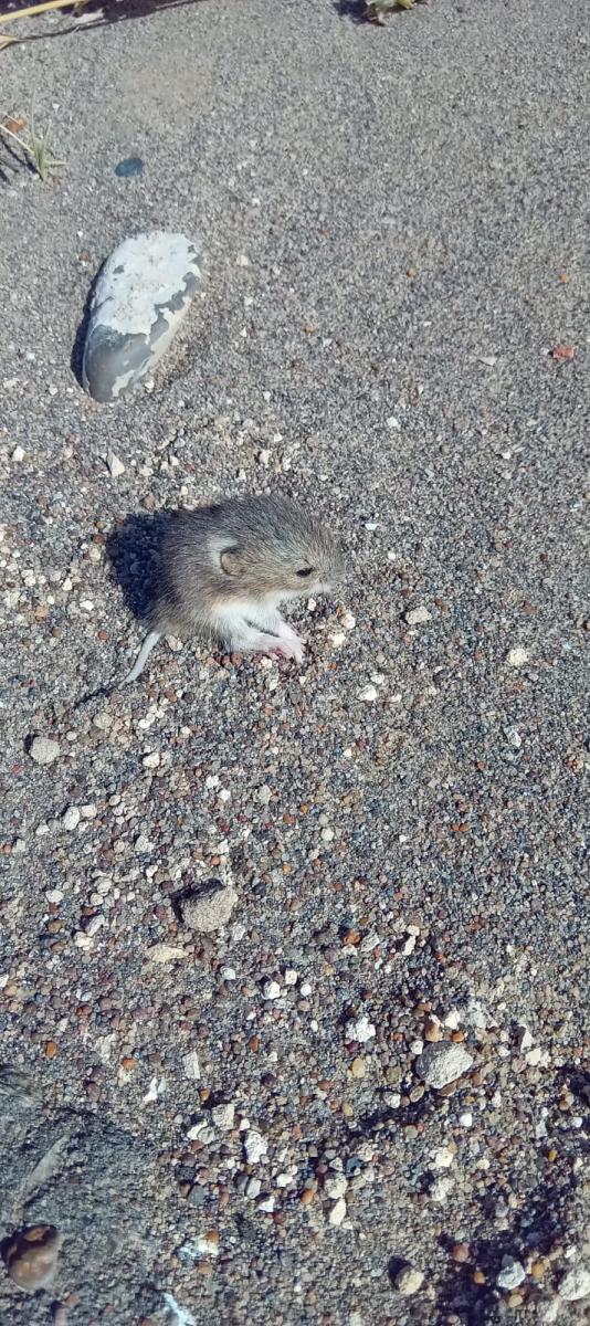 Foto Laucha Orejuda Común