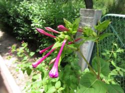 Foto Dondiego De Noche