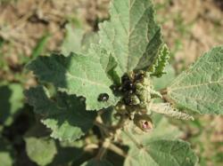 Foto Crisomela Verde